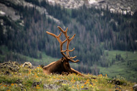 Animals and Wildlife